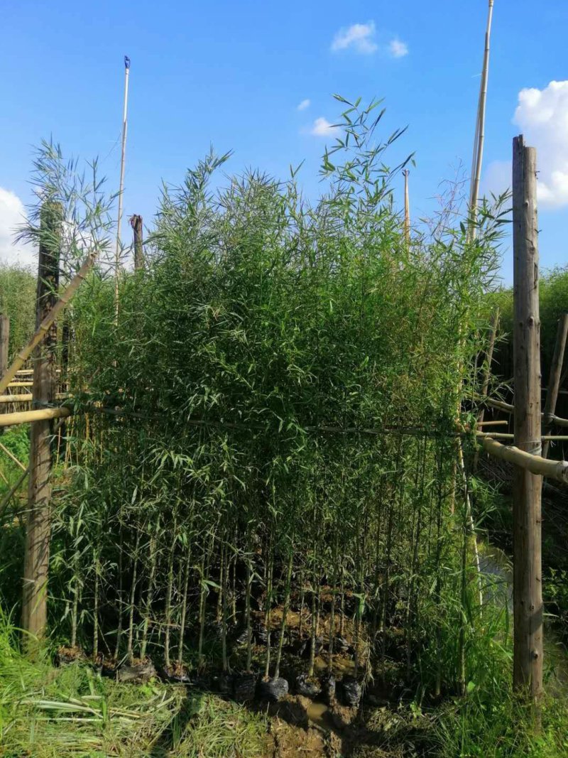 罗汉竹佛肚竹价格实惠质量保证成活很好