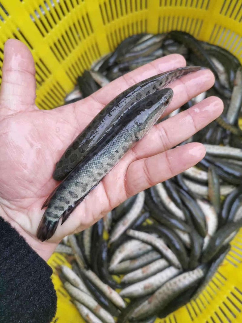 乌鱼苗小斑花规格齐全基地直销提供技术指导