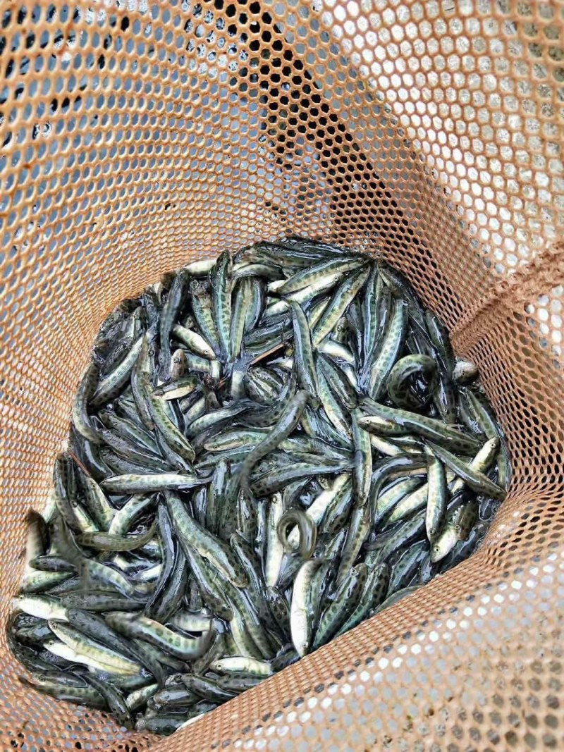 乌鱼苗小斑花规格齐全基地直销提供技术指导