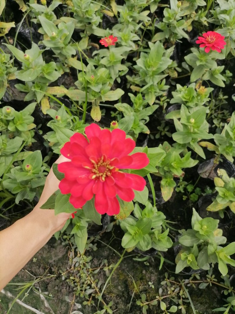 出售成都货源百日草，百日草小杯苗