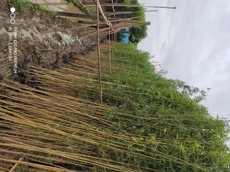 黄金竹苗金镶玉竹产地直销价格实惠质量保证