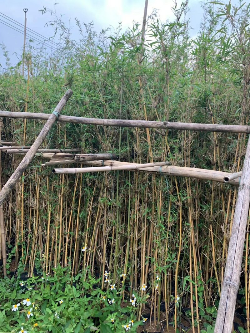 黄金竹苗金镶玉竹产地直销价格实惠质量保证
