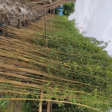 黄金竹苗金镶玉竹产地直销价格实惠质量保证