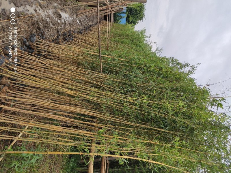 黄金竹苗金镶玉竹产地直销价格实惠质量保证