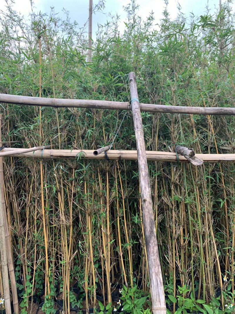 黄金竹苗金镶玉竹产地直销价格实惠质量保证