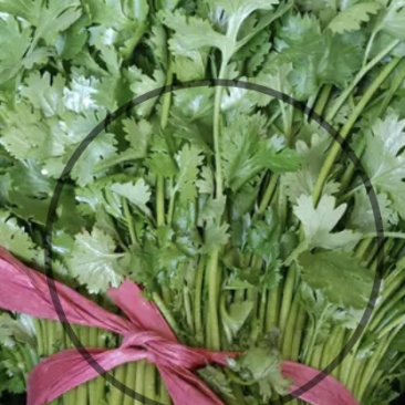 香菜