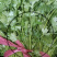 香菜