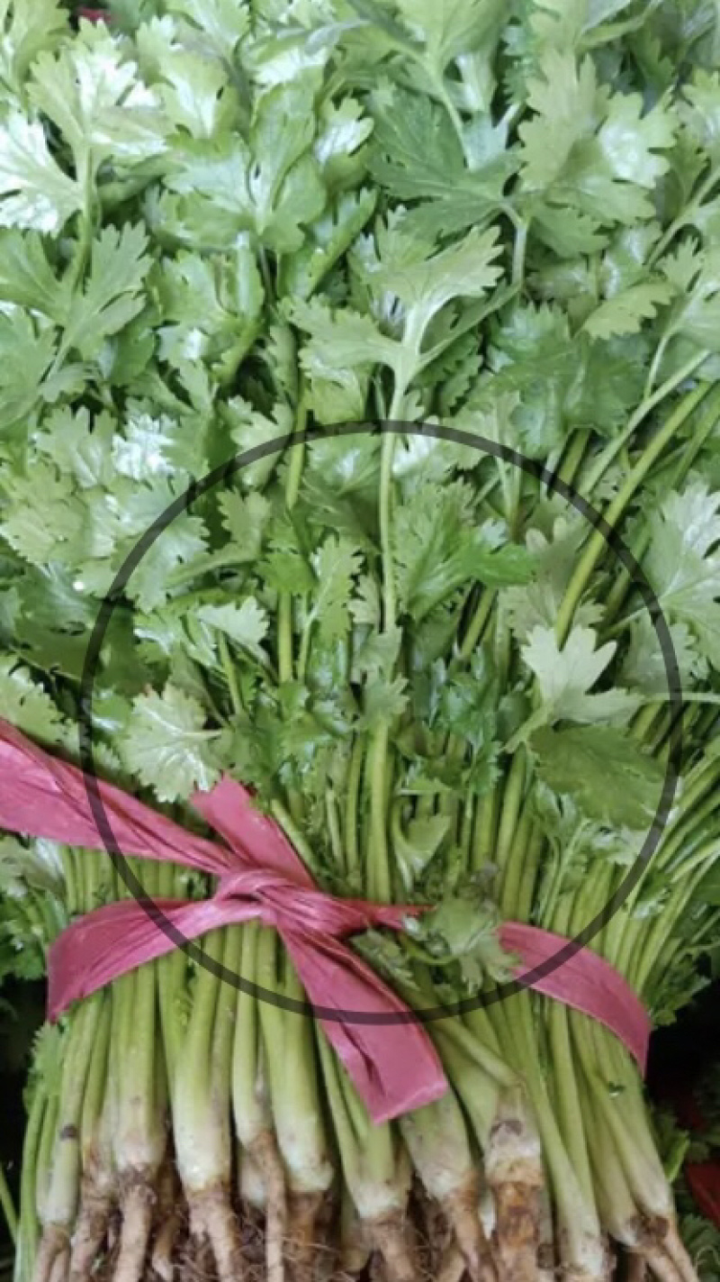 香菜