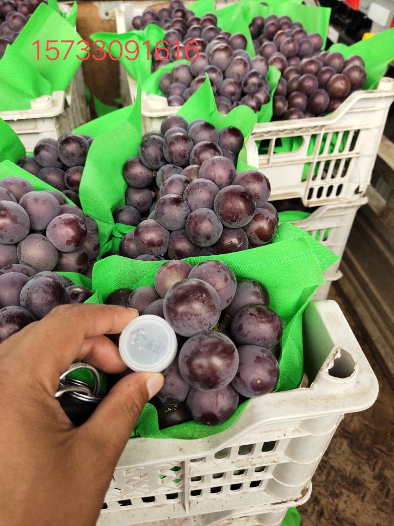 精品超大颗粒藤稔乒乓球葡萄大量上市