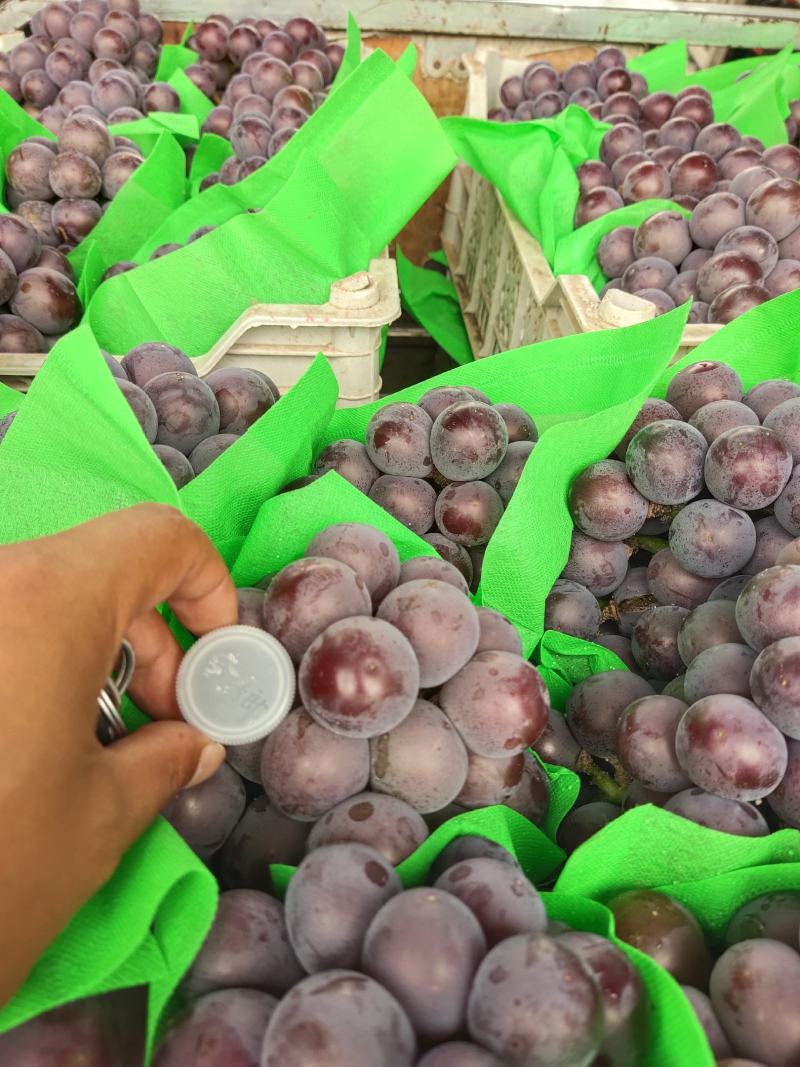 精品超大颗粒藤稔乒乓球葡萄大量上市