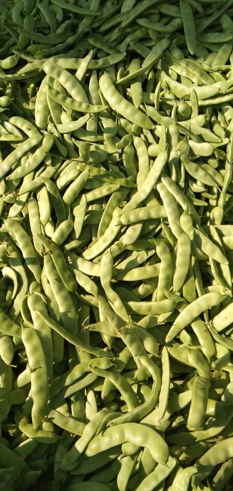 【精品】吉林油豆角大量上市货源充足全国代发〔支持视频