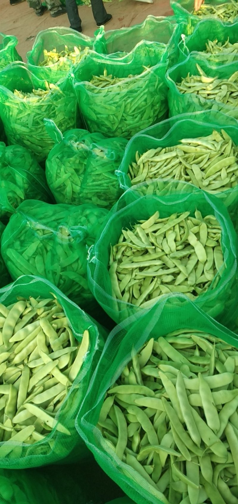 【精品】吉林油豆角大量上市货源充足全国代发〔支持视频