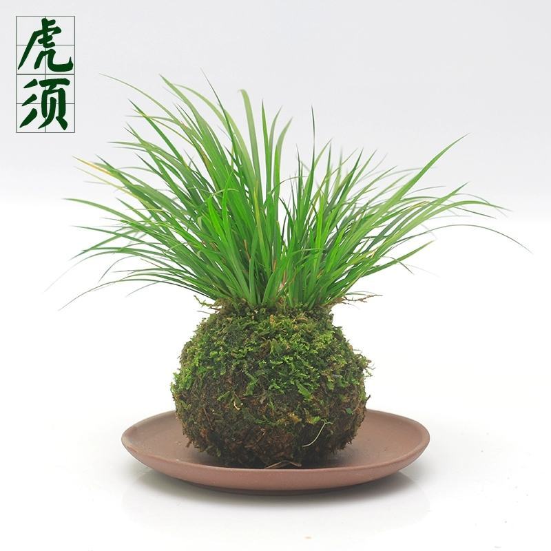 金钱菖蒲虎须菖蒲野梅苔藓球苔玉球苔藓微景观diy创意盆景