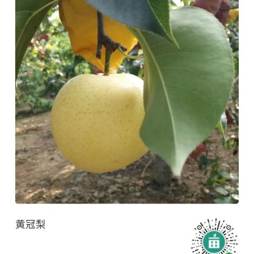 黄冠梨