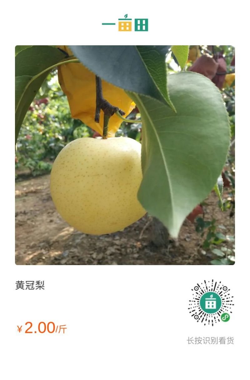 黄冠梨