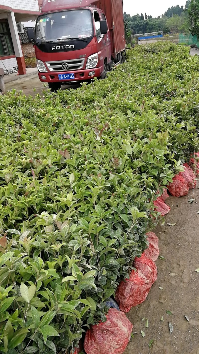 各种规格四季桂桂花树地栽苗土球苗欢迎来电咨询