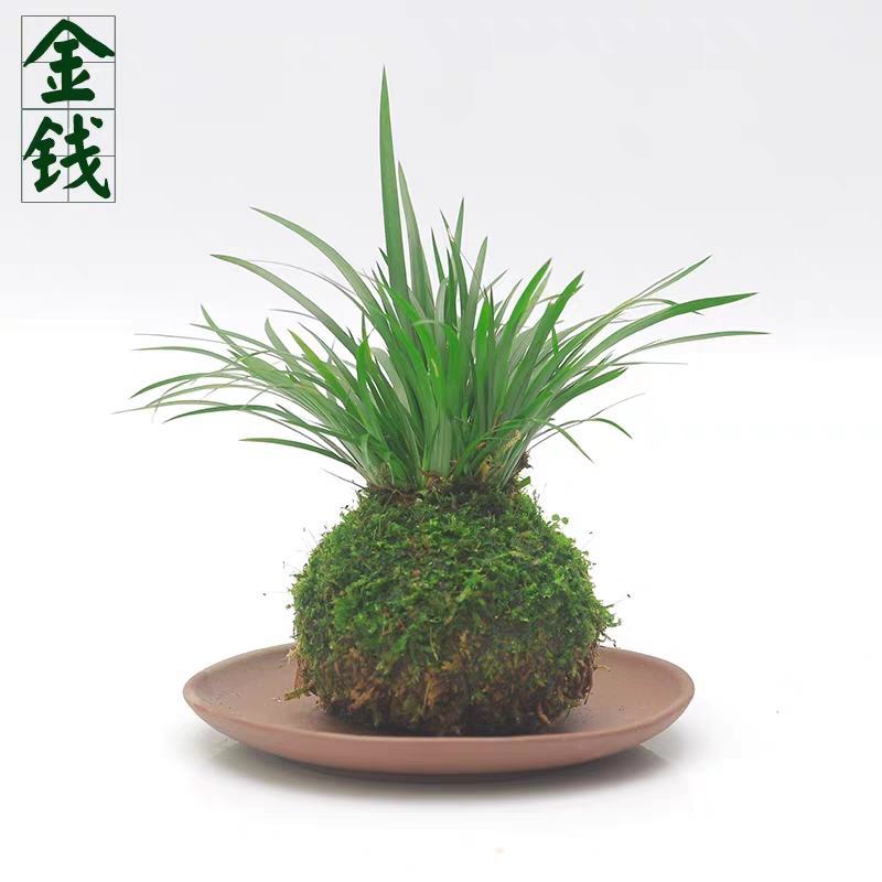 金钱菖蒲虎须菖蒲野梅苔藓球苔玉球苔藓微景观diy创意盆景