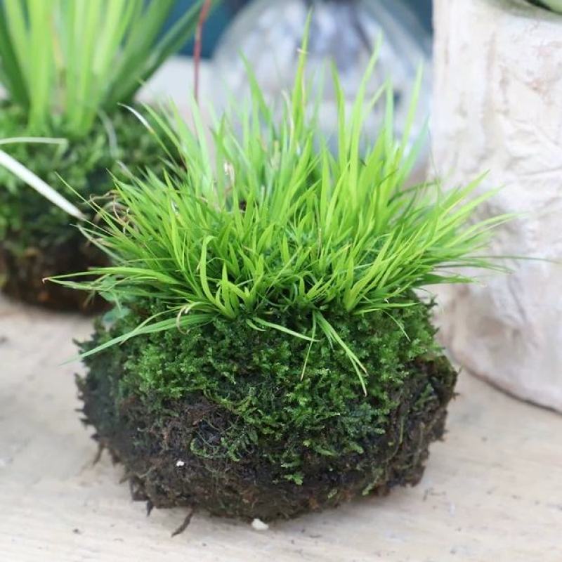 金钱菖蒲虎须菖蒲野梅苔藓球苔玉球苔藓微景观diy创意盆景