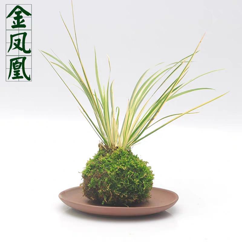 金钱菖蒲虎须菖蒲野梅苔藓球苔玉球苔藓微景观diy创意盆景