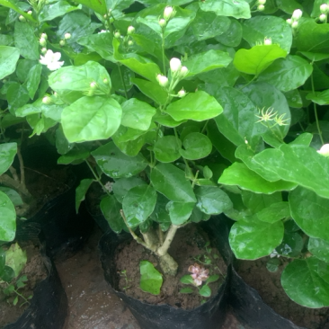 江苏基地茉莉花，茉莉花苗，盆栽茉莉花