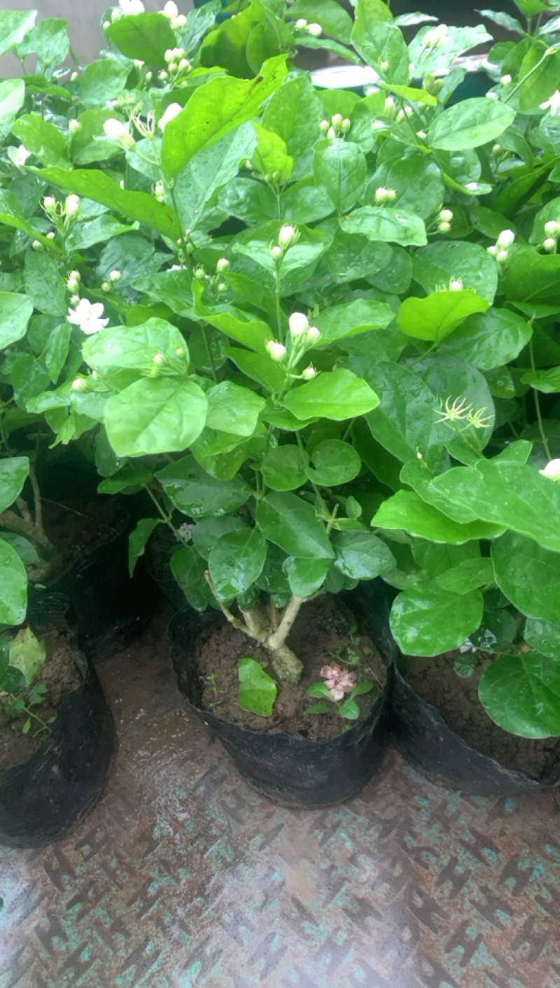 江苏基地茉莉花，茉莉花苗，盆栽茉莉花