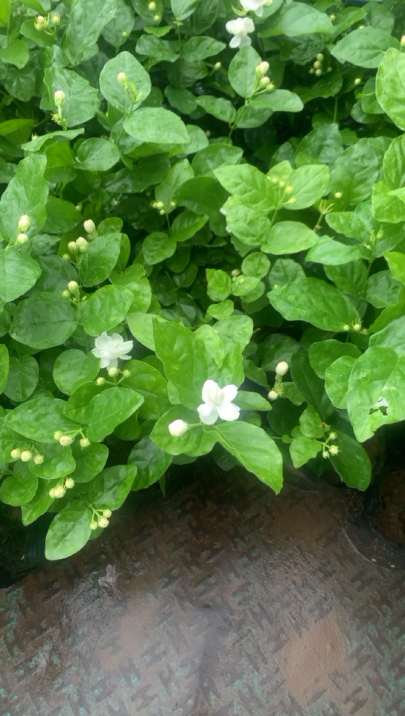 江苏基地茉莉花，茉莉花苗，盆栽茉莉花