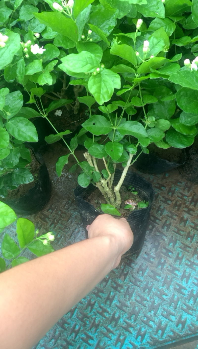 江苏基地茉莉花，茉莉花苗，盆栽茉莉花