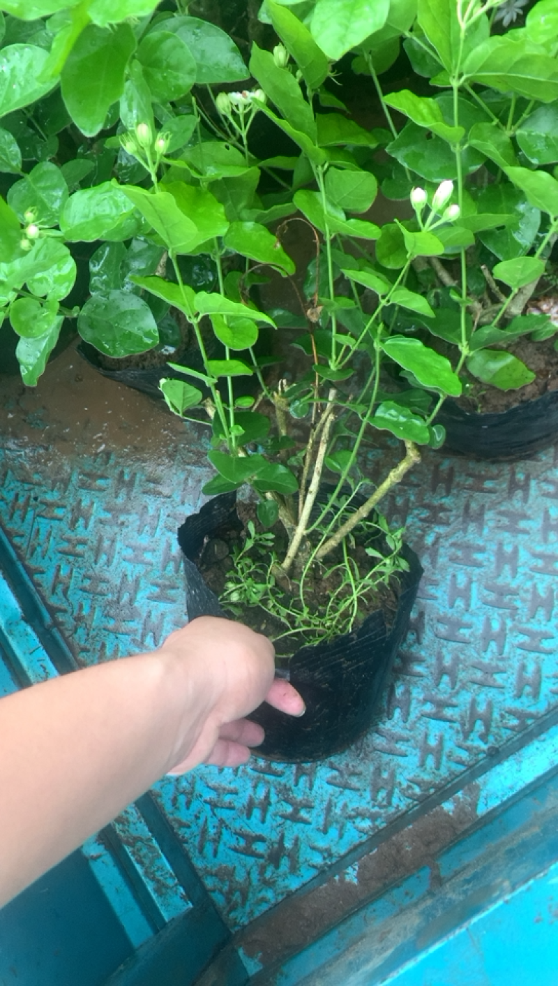 江苏基地茉莉花，茉莉花苗，盆栽茉莉花