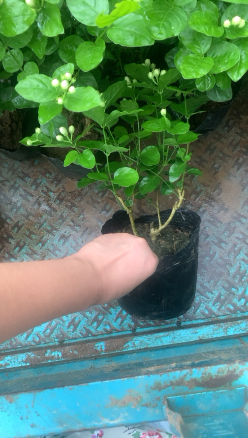 江苏基地茉莉花，茉莉花苗，盆栽茉莉花