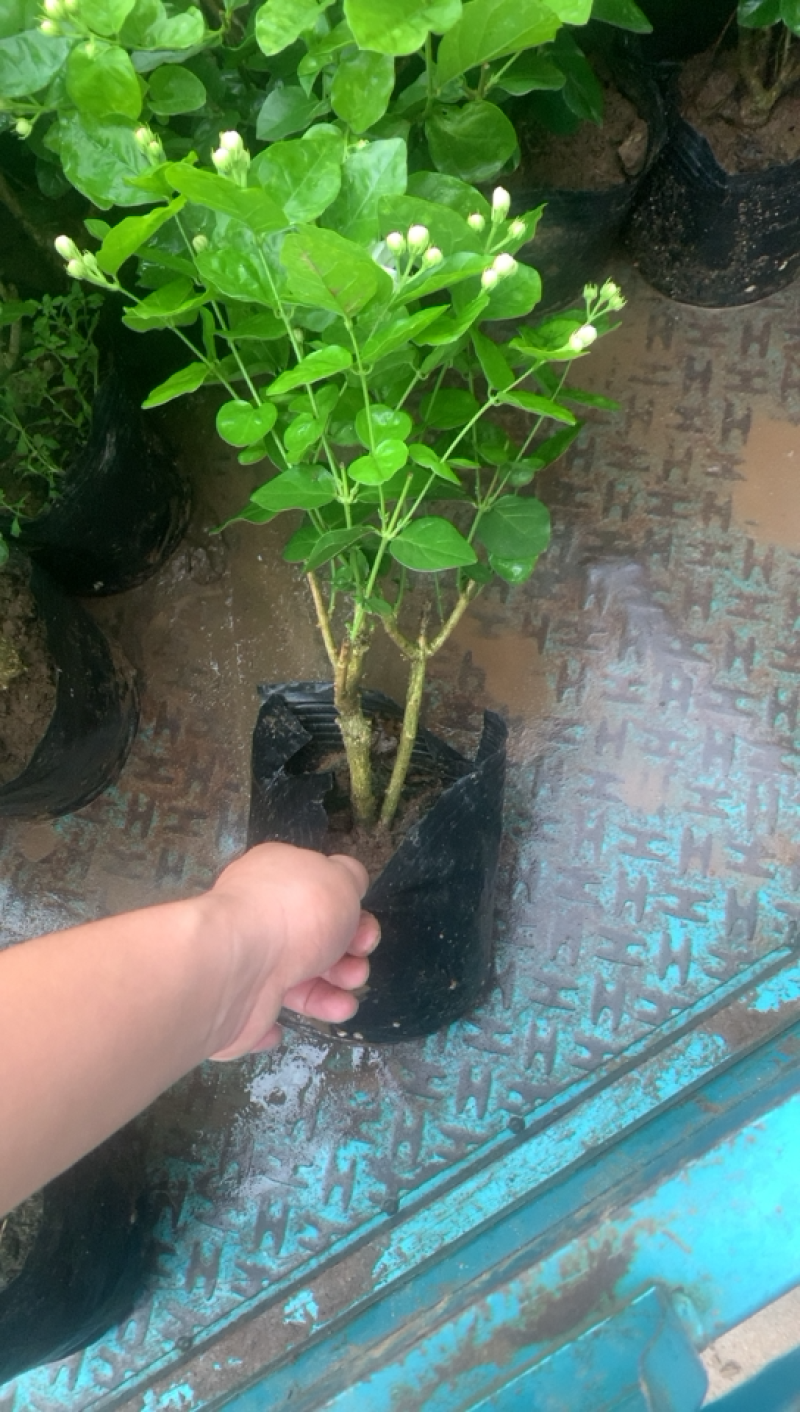 江苏基地茉莉花，茉莉花苗，盆栽茉莉花