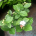 江苏基地茉莉花，茉莉花苗，盆栽茉莉花