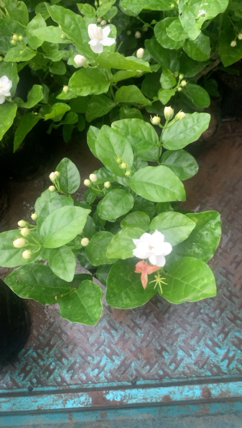 江苏基地茉莉花，茉莉花苗，盆栽茉莉花