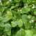 江苏基地茉莉花，茉莉花苗，盆栽茉莉花