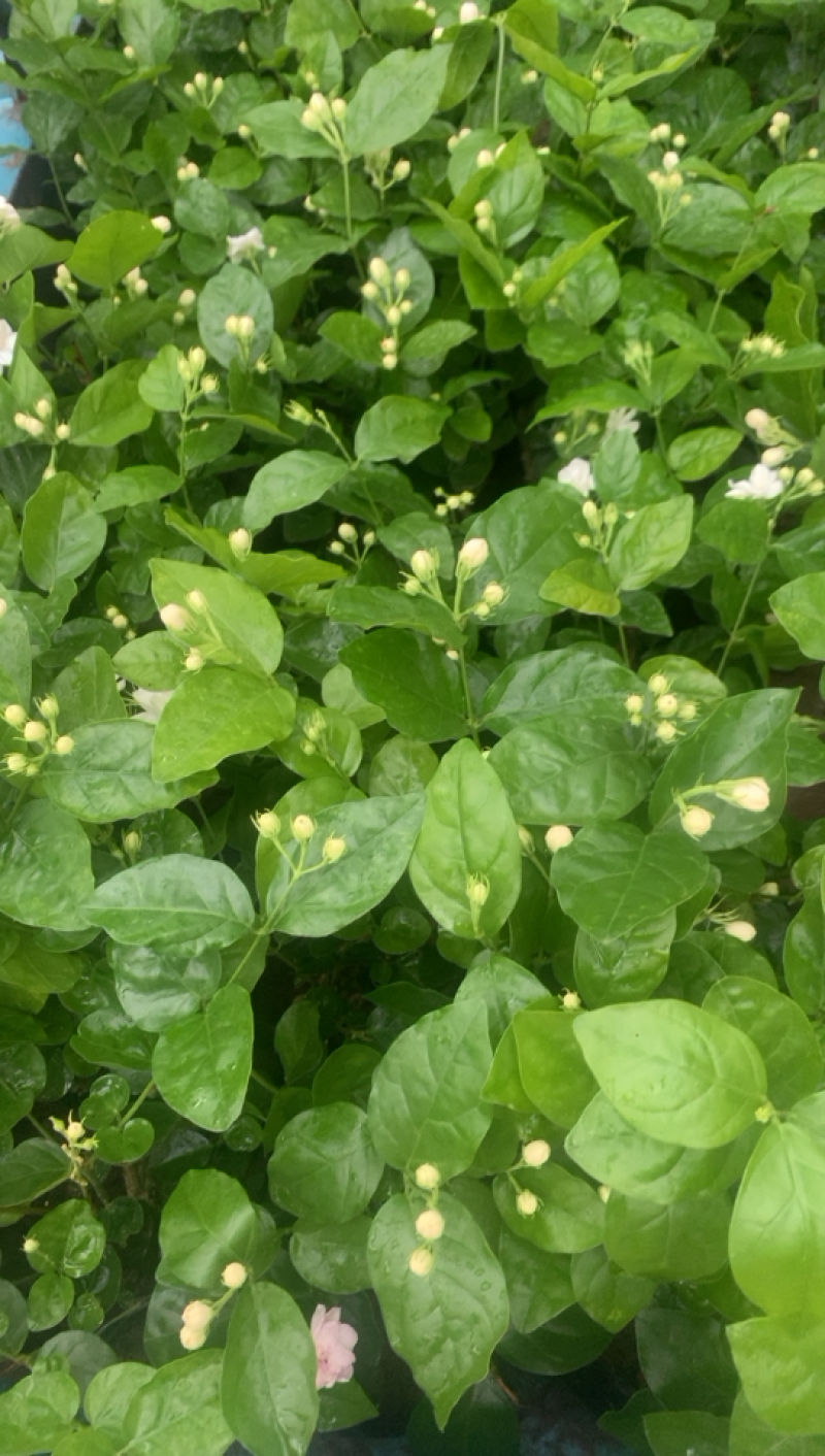 江苏基地茉莉花，茉莉花苗，盆栽茉莉花