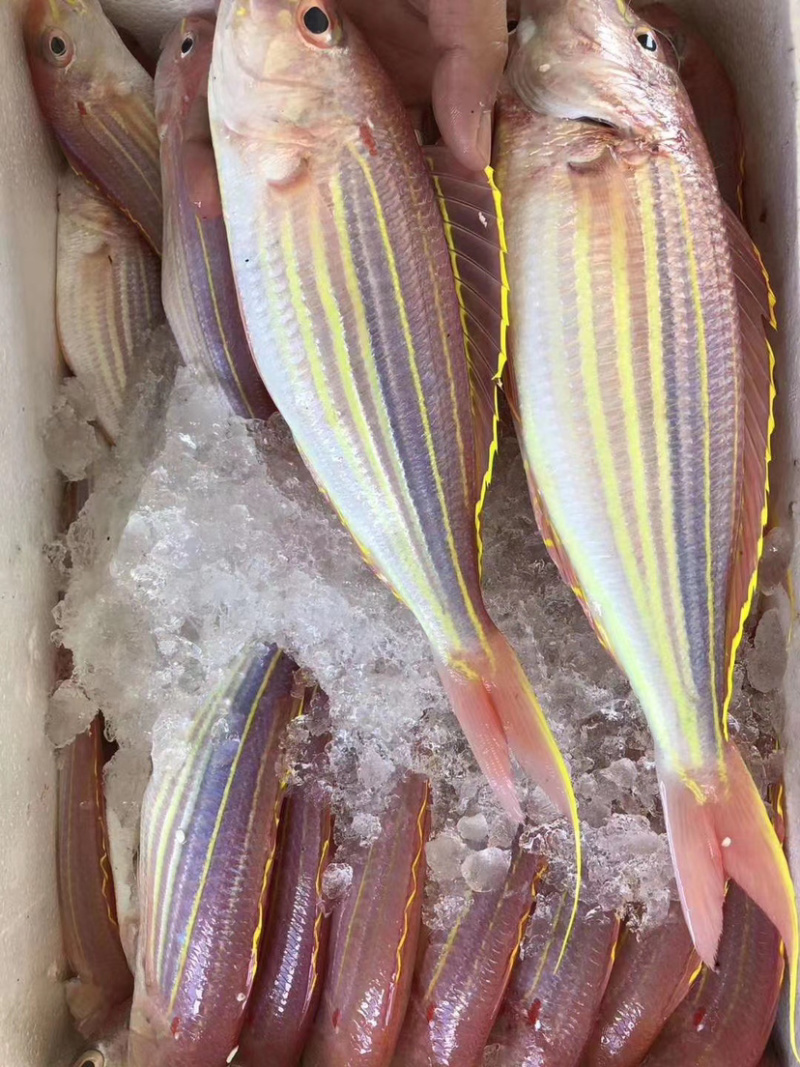 金线鱼红衫鱼新鲜水产鲜活海鲜冷链运输包邮浅海生鲜