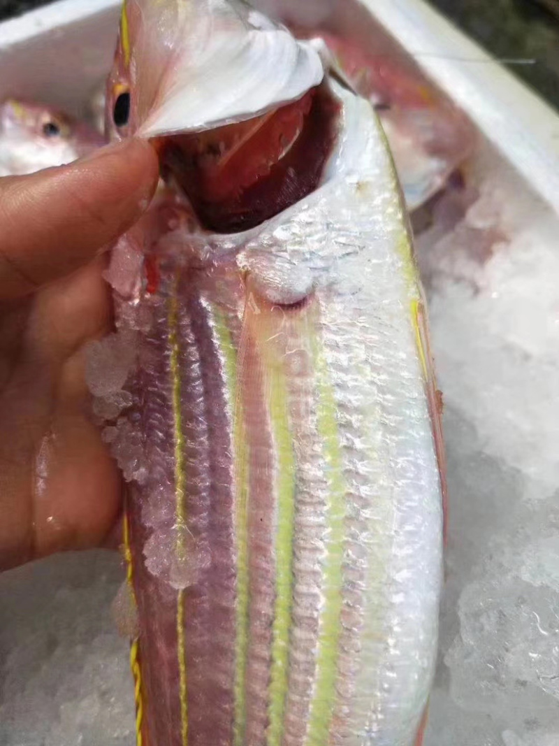 金线鱼红衫鱼新鲜水产鲜活海鲜冷链运输包邮浅海生鲜