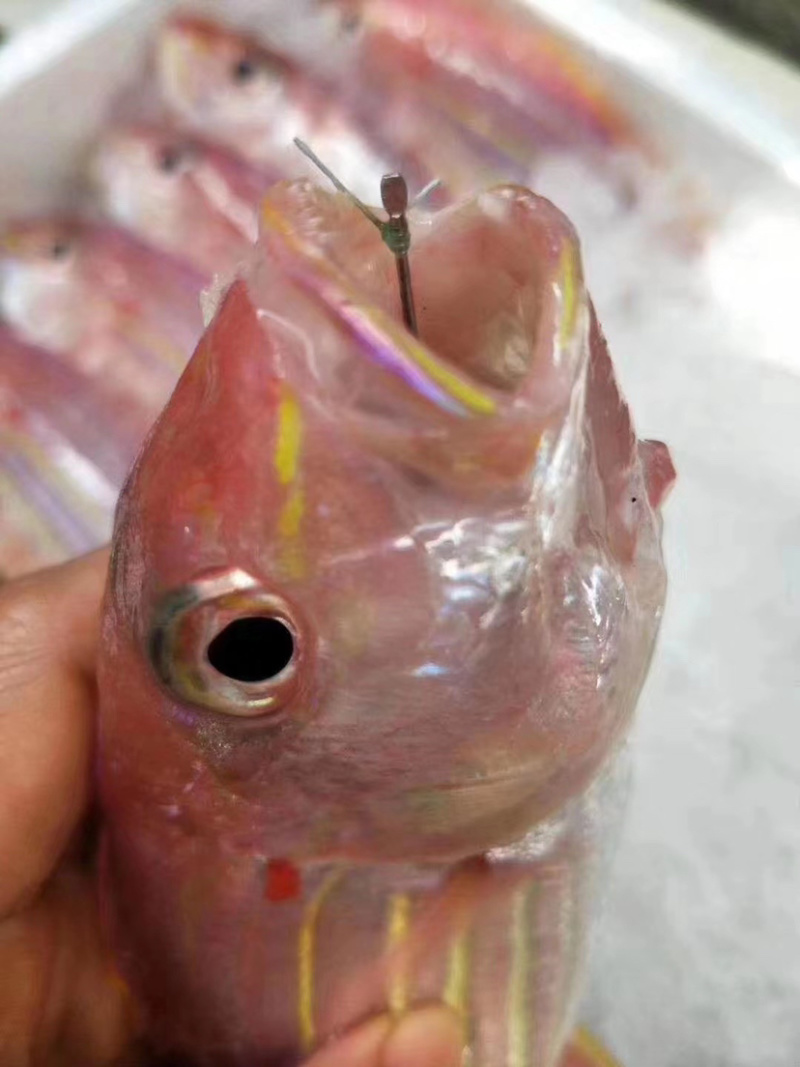 金线鱼红衫鱼新鲜水产鲜活海鲜冷链运输包邮浅海生鲜