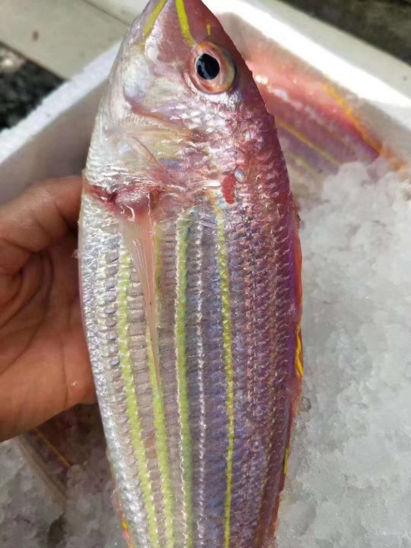 金线鱼红衫鱼新鲜水产鲜活海鲜冷链运输包邮浅海生鲜
