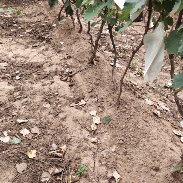 占地葡萄树量大谁要联系我欢迎，壹叁贰玖叁零壹叁玖肆零