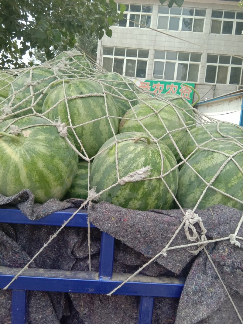 翠宝无籽，金花无籽大量供应，商超直供，甘甜可口，无嫁接