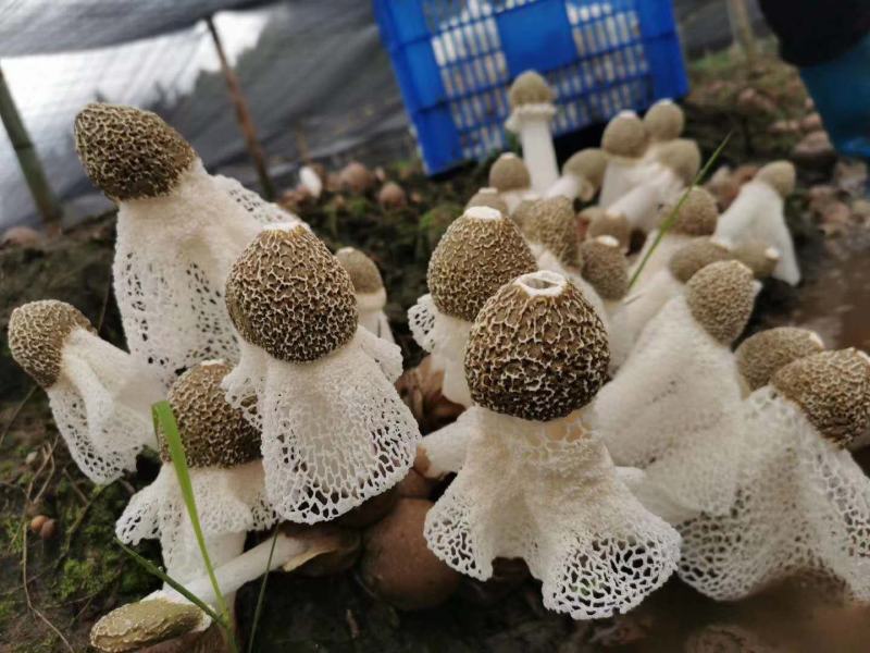 [竹荪]新货优质竹荪杆长裙竹荪竹笙批发定制各种规格