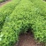 山东青州绣线菊粉色绣线菊(日本绣线菊)一手货源质量保证,