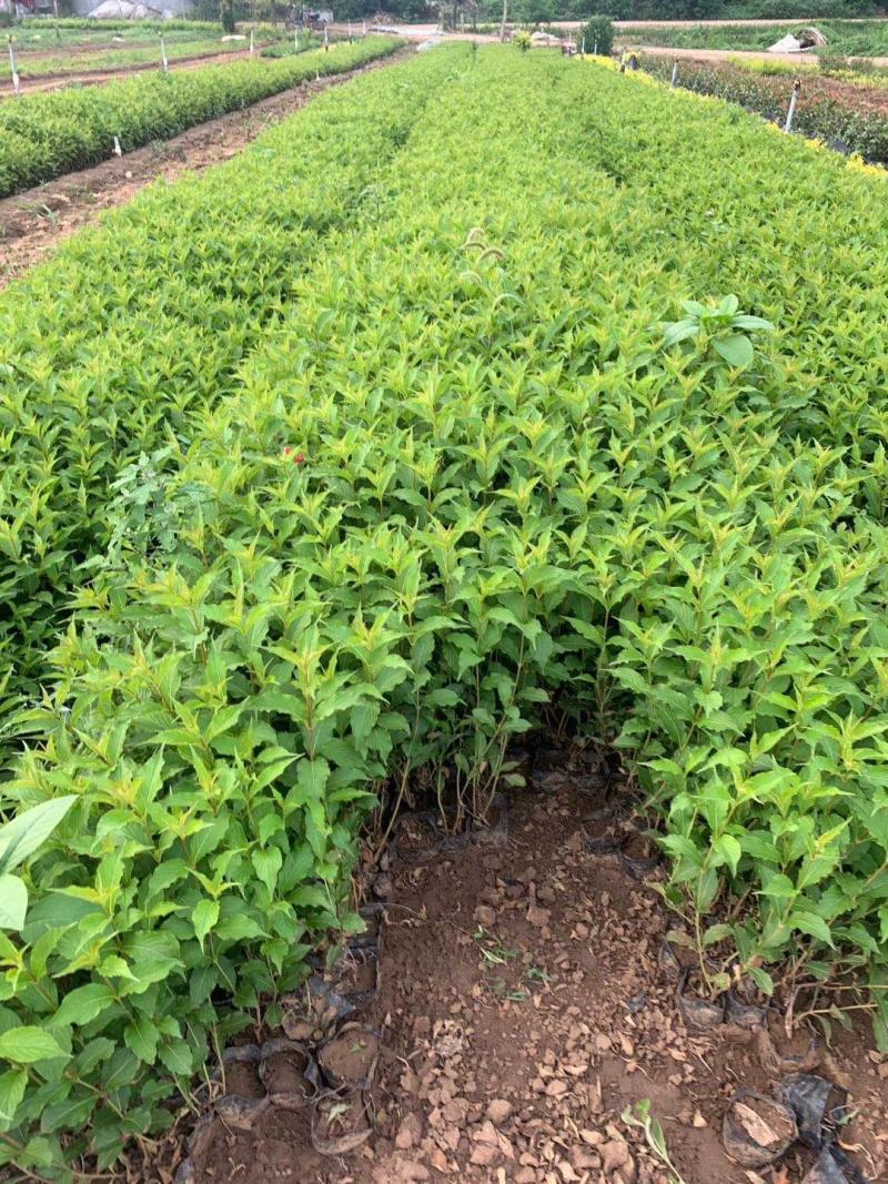 山东青州绣线菊粉色绣线菊（日本绣线菊）一手货源质量保证，