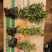 山东青州绣线菊粉色绣线菊(日本绣线菊)一手货源质量保证,