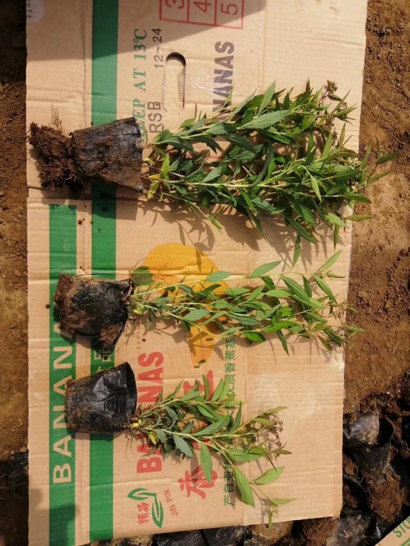 山东青州绣线菊粉色绣线菊（日本绣线菊）一手货源质量保证，