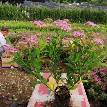 山东青州绣线菊粉色绣线菊(日本绣线菊)一手货源质量保证,