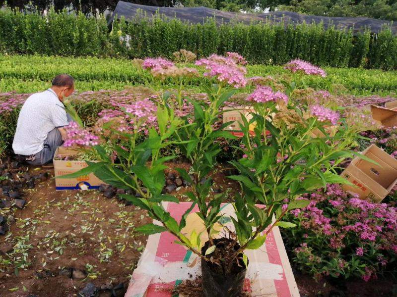 山东青州绣线菊粉色绣线菊（日本绣线菊）一手货源质量保证，