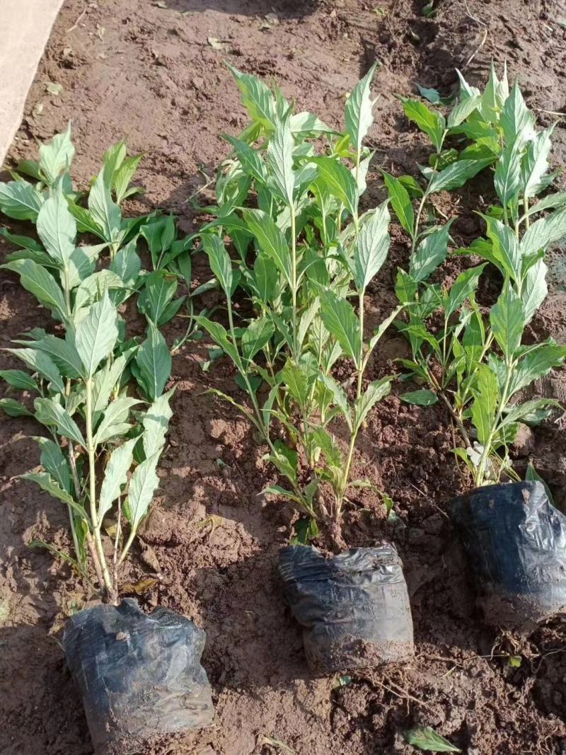山东青州绣线菊粉色绣线菊（日本绣线菊）一手货源质量保证，