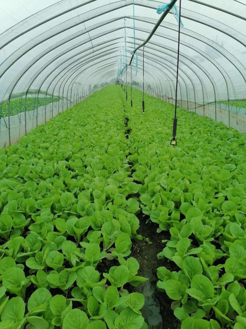 青菜、白菜、鸡毛菜，质量有保障
