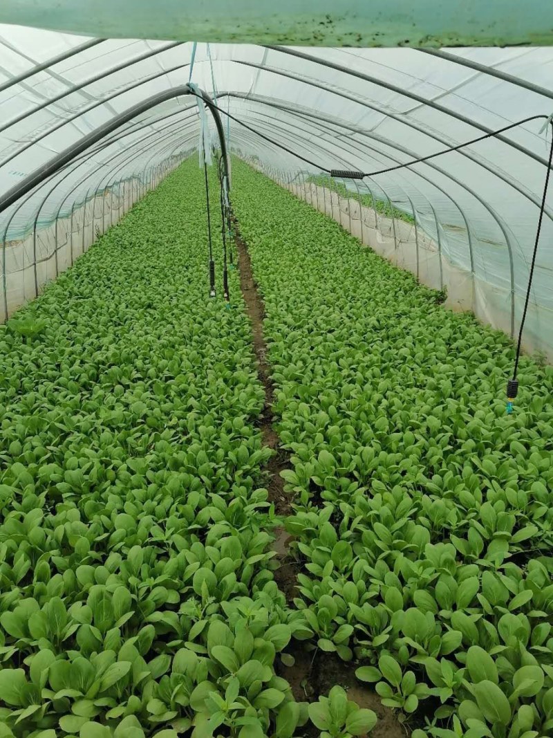 青菜、白菜、鸡毛菜，质量有保障